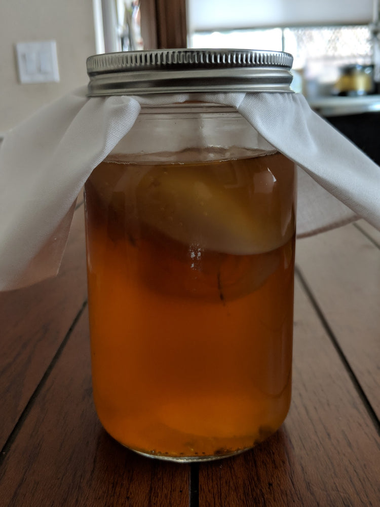 Kombucha Scoby