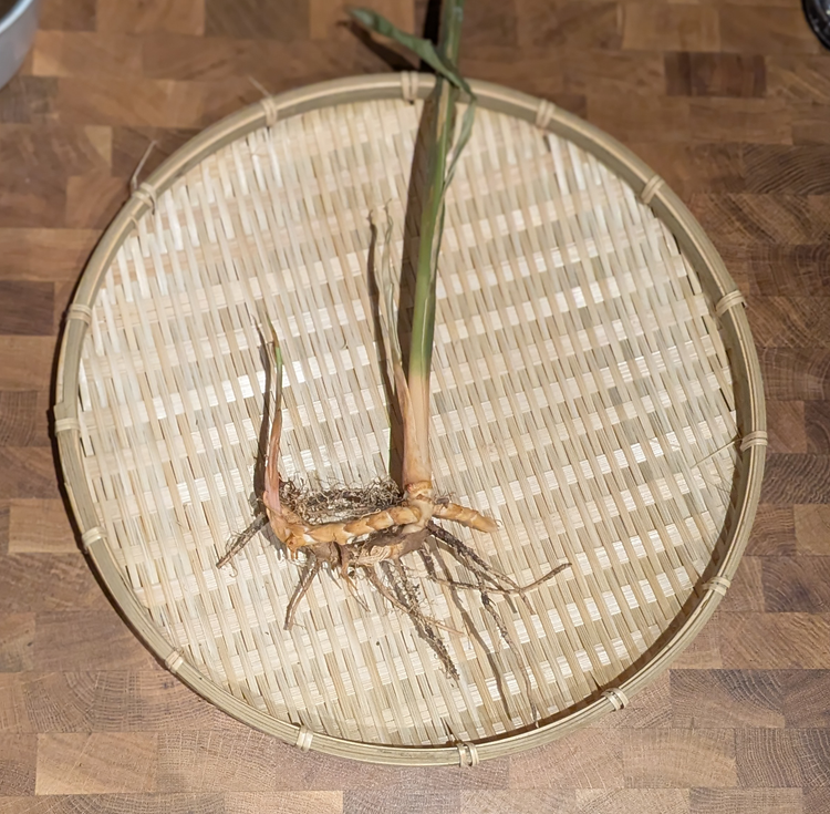 Galangal Bare Root Plant