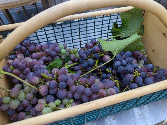 Grapes (1lb)