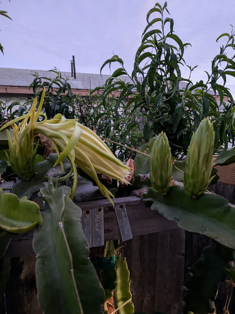 Dragon Fruit Cuttings