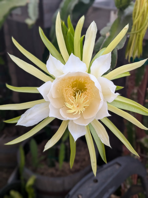 Dragon Fruit Cuttings