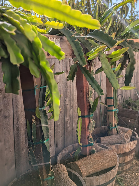 Dragon Fruit Cuttings – TK Urban Garden