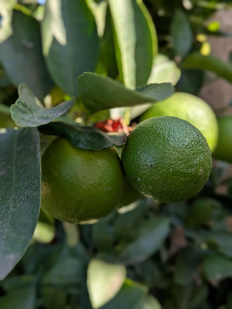 Limes (x2)