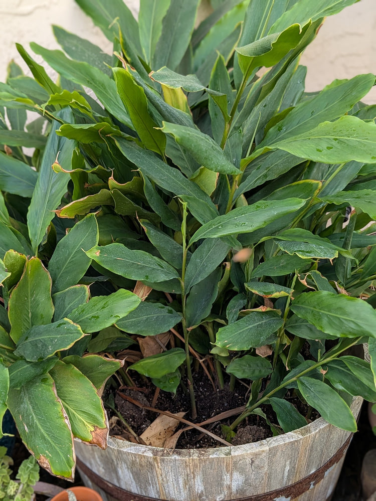 Galangal Bare Root Plant