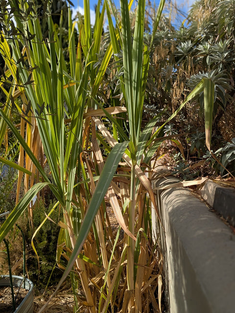 Sugarcane