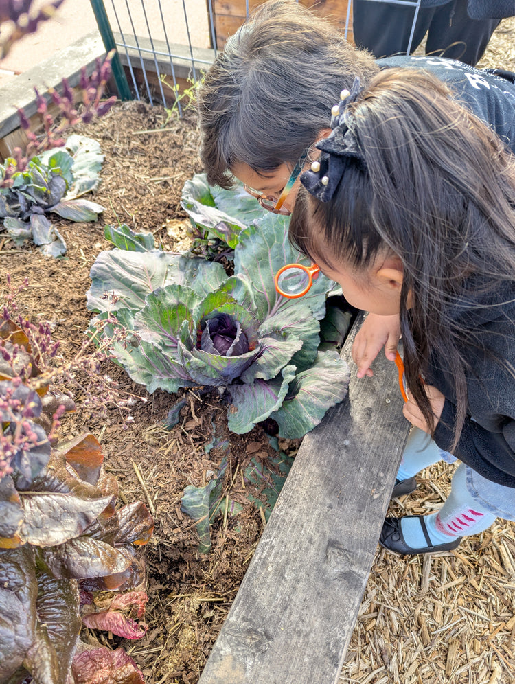 3-day Urban Gardening Experience (on-site)
