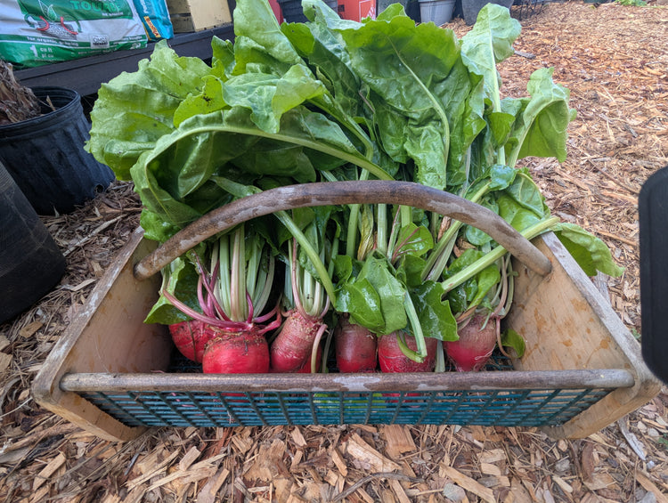 3-day Urban Gardening Experience (on-site)