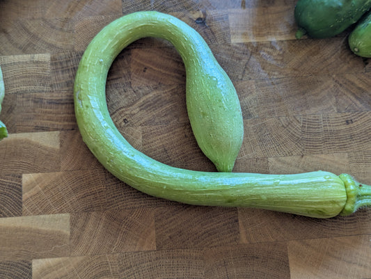 Italian Snake Squash "Rampicante" (1 lb)