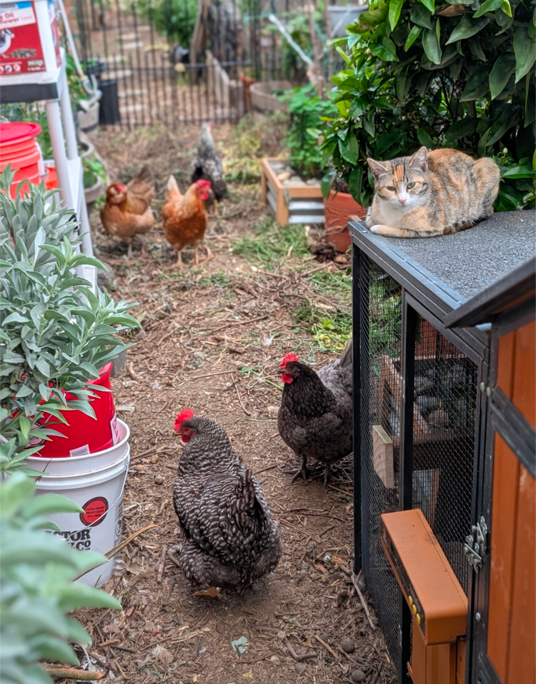 3-day Urban Gardening Experience (on-site)
