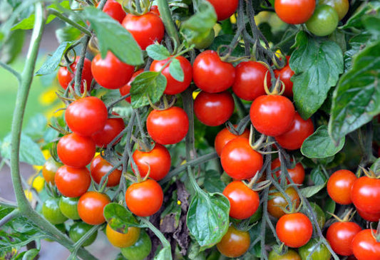 Cherry Tomato (10 oz Tray)